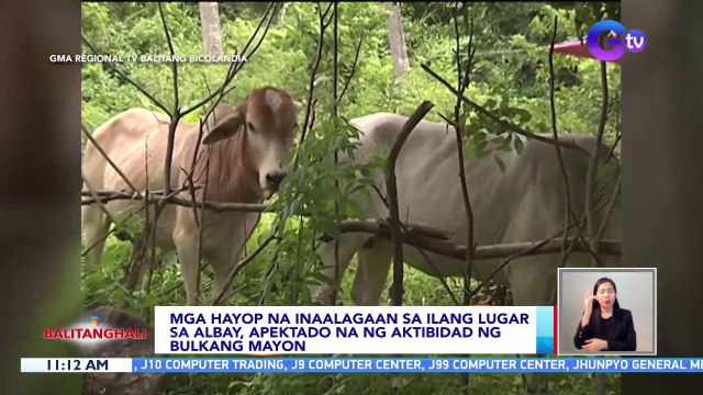 Mga hayop na inaalagaan sa ilang lugar sa Albay, apektado na ng aktibidad ng Bulkang Mayon | BT