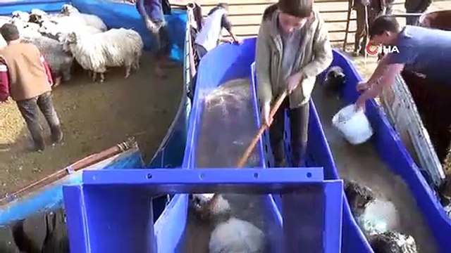 Animaux ovins nettoyés et soignés à Bayburt