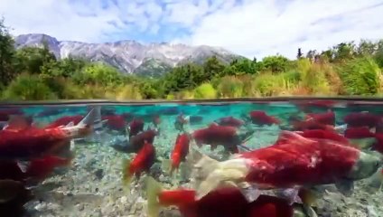 Our Planet II, The First 5 Minutes, Netflix 2023, dailymotion, video, videoo,