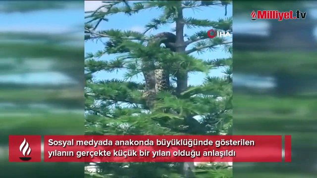 Anakonda büyüklüğündeki yılan paniğe neden oldu! Gerçek ekipleri şoke etti