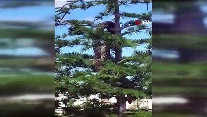 Le serpent de la taille de l'anaconda a semé la panique... Les vrais pompiers ont été mis au jour