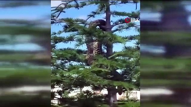 Le serpent de la taille de l'anaconda a semé la panique... Les vrais pompiers ont été mis au jour