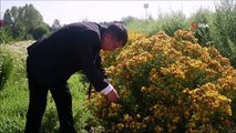 Kozmetik ve ilaç sanayinin bitkileri Edirne'de yetiştiriliyor