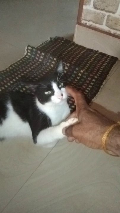 Amazing Cat Funny Video