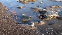 Mersin sahilleri deniz kaplumbağalarını ağırlamaya başladı