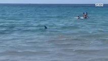 Muere el tiburón que sorprendió a los bañistas en una playa de Orihuela (Alicante)