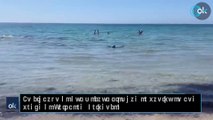 Un tiburón de dos metros siembra el pánico en una playa de Orihuela (Alicante)