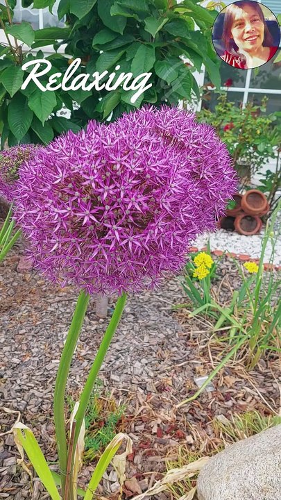 Relaxing Garden : Beautiful Flowers : Natures Lovers