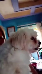 Takot sa Airplane si Mallows