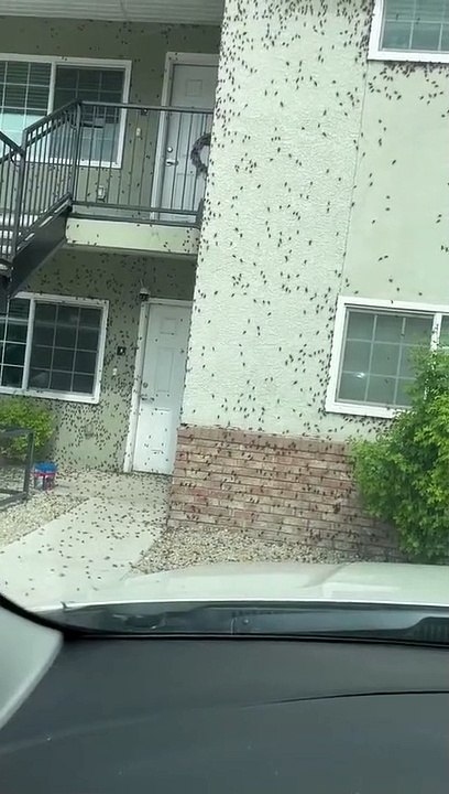 Cidade norte-americana invadida por grilos mórmon. "Faz a pele arrepiar"