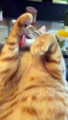 Confused Cat Can't Get Face Clean