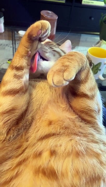 Confused Cat Can't Get Face Clean