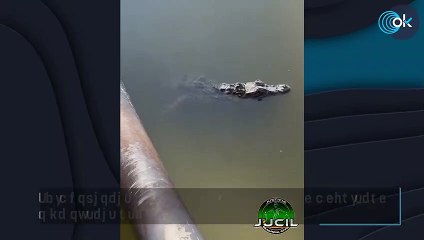El impactante vídeo del caimán de Toledo mordiendo a un agente del Seprona