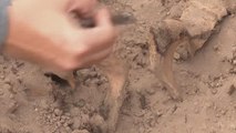 Encuentran una momia de 3.000 años en las afueras de Lima