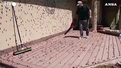 Stati Uniti, invasione di grilli in Nevada