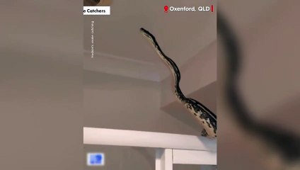 Tuvalete giren adam, duşa kabinin üzerindeki yılanı görünce aklından oluyordu