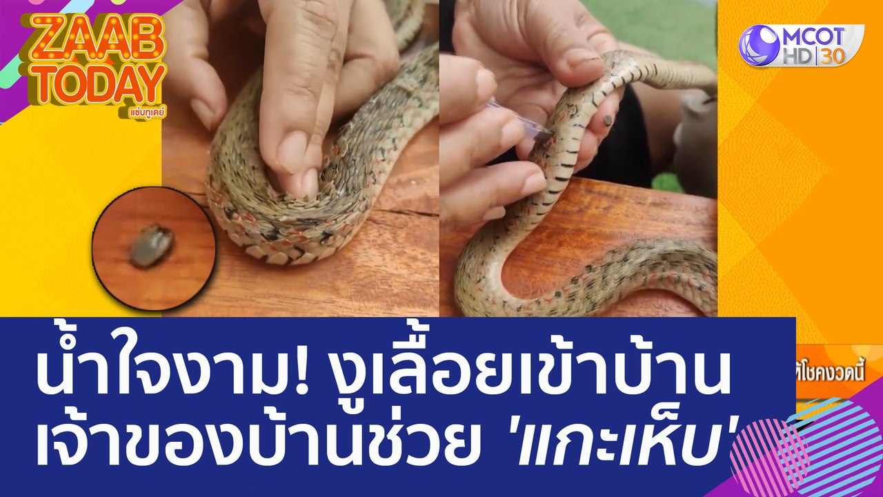 น้ำใจงาม! งูเลื้อยเข้าบ้าน เจ้าของบ้านช่วย 'แกะ...