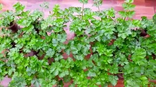 Growing Celery is very simple with just a few small plastic bottles and lush ve