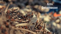 Are Ants Decomposer I Ant Decomposer