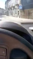 Canguru apanhado a vaguear pelas ruas de Vizela