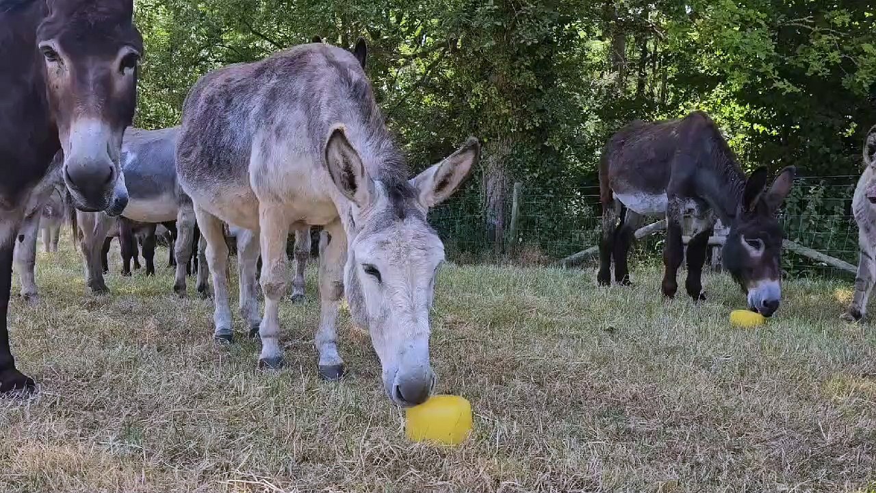 Donkeys keeping cool at the Donkey Sanctuary, Sidmouth