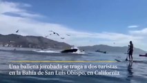 Una ballena jorobada se traga a dos turistas que hacían kayak y luego las escupe