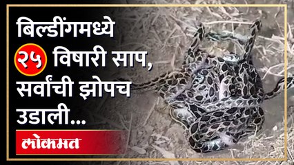 25 Ghonas snakes found in Building | बिल्डींगमध्ये घोणस जातीने २५ साप… पाहिल्यानंतर काय घडलं?