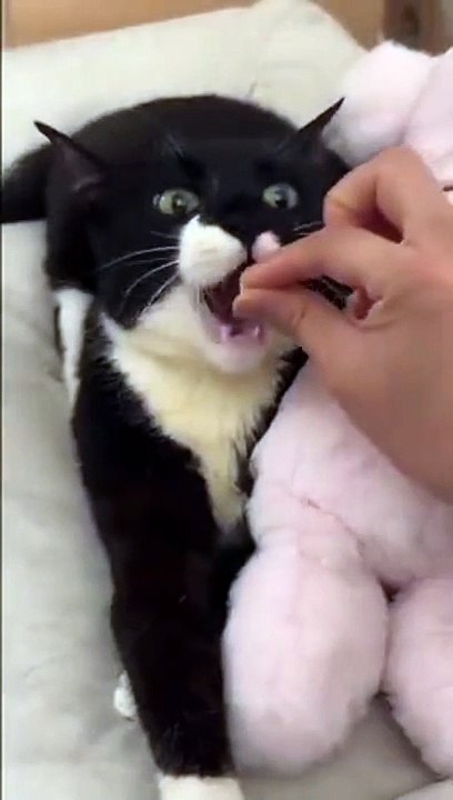 Nourrir un chat c'est très facile... ahhhhh