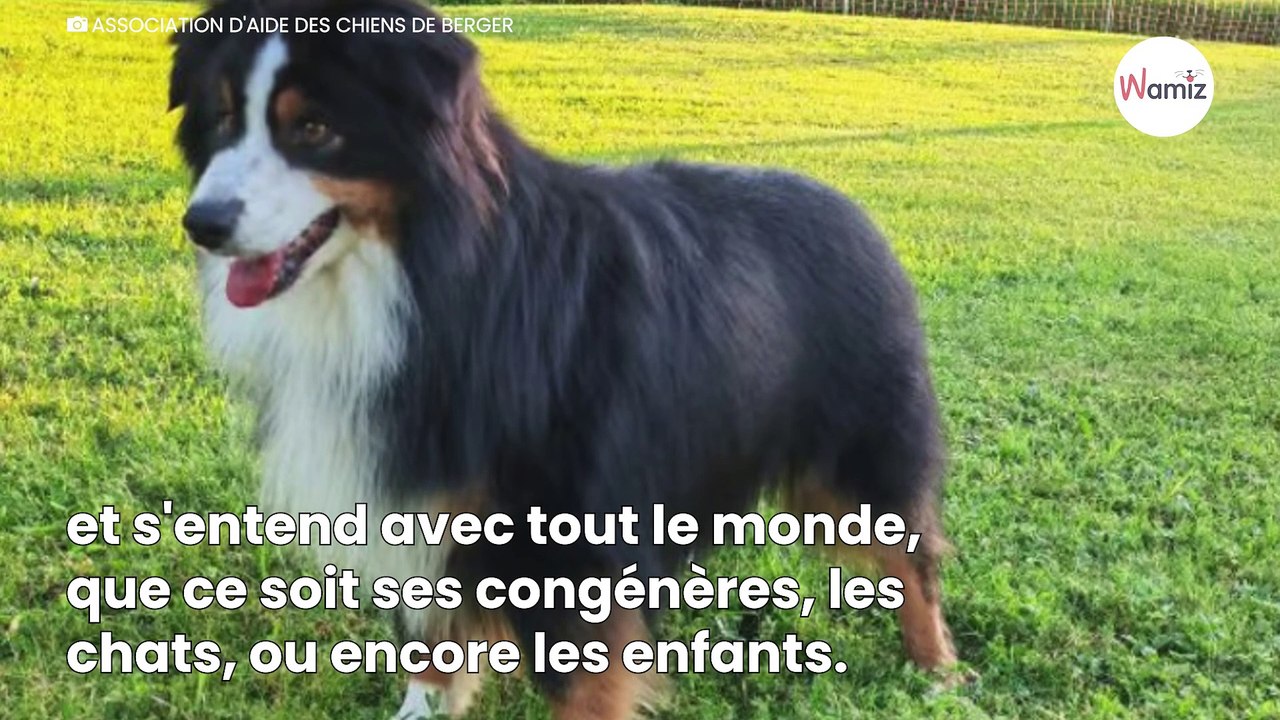 Ce chien Berger Américain miniature ne trouve pas d'adoptant à cause de sa maladie dont l'évolution est inconnue.