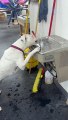 Clever Boxer Drinks From Water Fountain