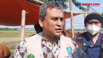Jelang Idul Adha, Ratusan Sapi Kurban di Sidoarjo Terserang LSD
