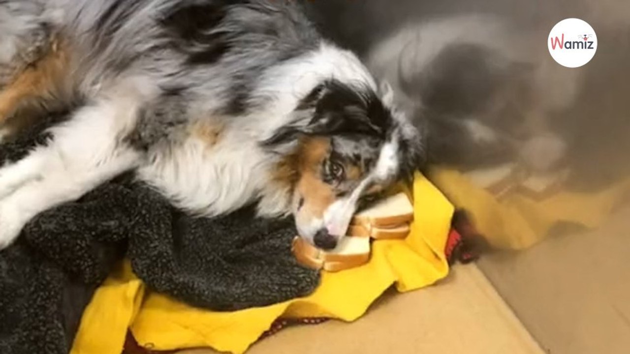 Ils ont une idée pour donner au chien ses médicaments  10 min plus tard ils se tordent de rire (vidéo)