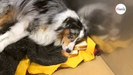 Ils ont une idée pour donner au chien ses médicaments  10 min plus tard ils se tordent de rire (vidéo)