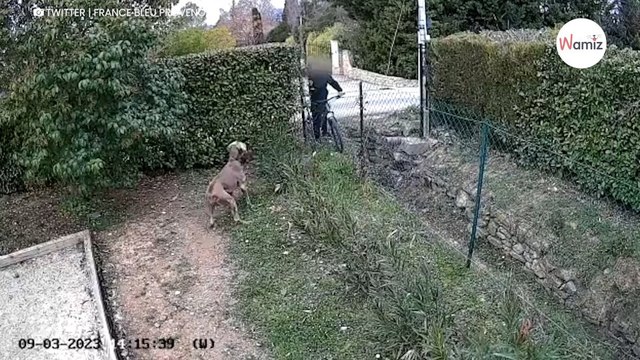 Ses chiens se font piéger avec des saucisses pleines de clous grâce à une caméra, elle comprend tout (vidéo)