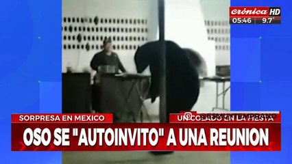 Oso se coló en una fiesta y disfrutó de la comida junto a los invitados