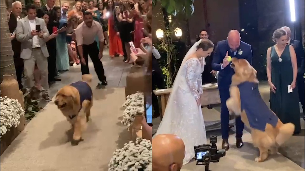 Proud POOCH Makes the Best Ring Bearer!