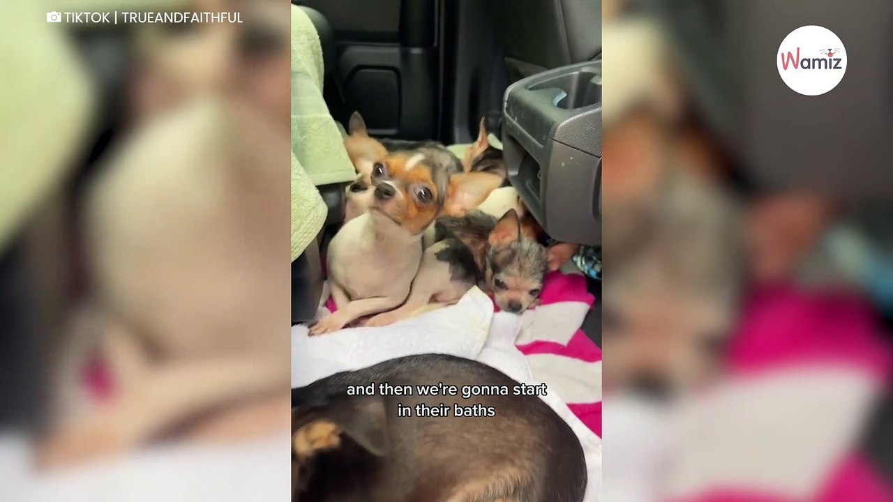 12 Chihuahuas découvrent l'herbe pour la première fois  leur réaction émeut aux larmes 5M de personnes (vidéo)