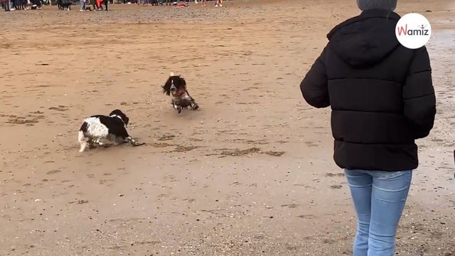Des chiens se courent après sur la plage ce qui se passe ensuite laisse leurs humains sous le choc