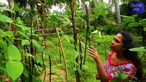 Traditional Lunch Meal ! Lemongrass Chicken Recipes for Roasting, tasty with my Red long bean salad _Rural Me