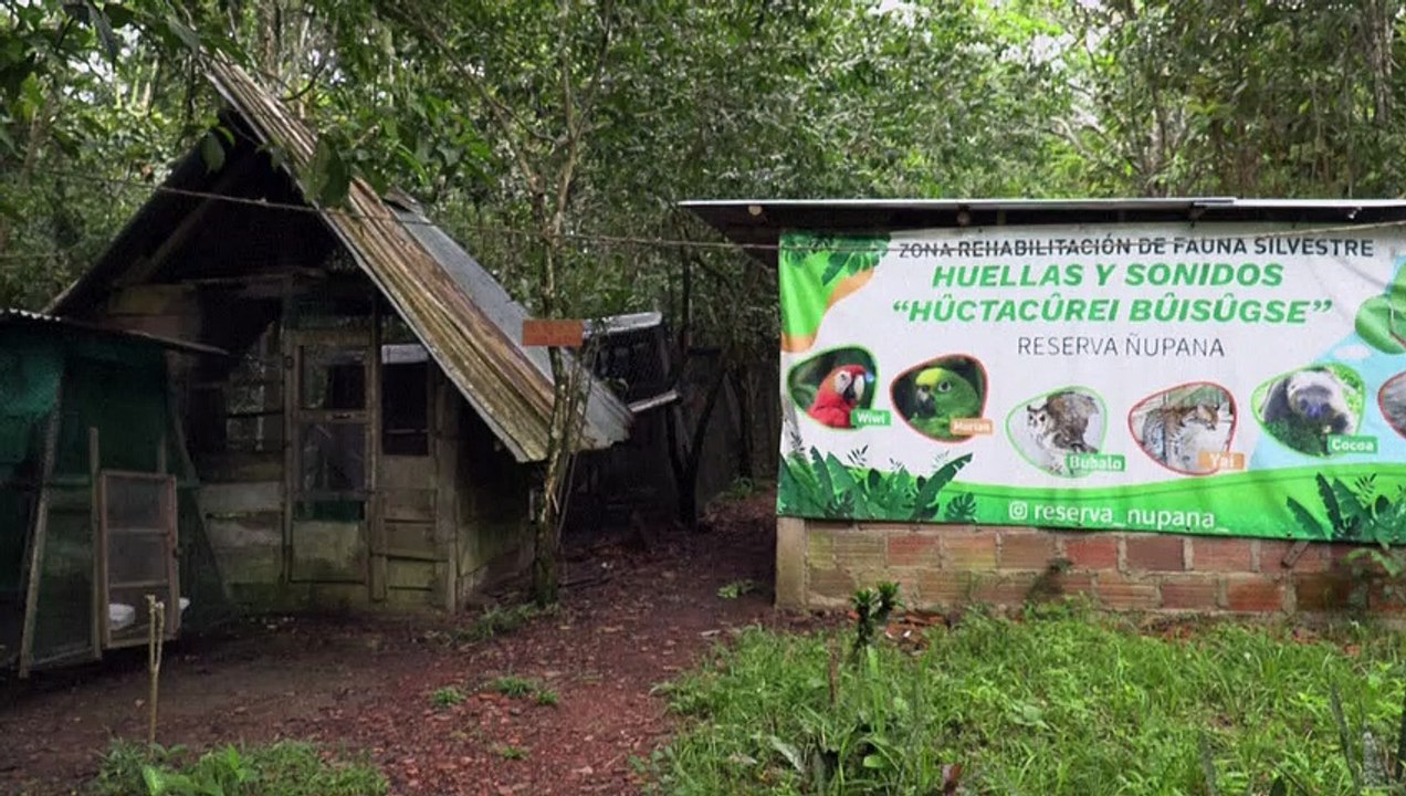 The repentant ex-ranchers rescuing Colombia's wildlife