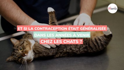 Contraception  une nouvelle découverte scientifique pourrait réduire la surpopulation féline