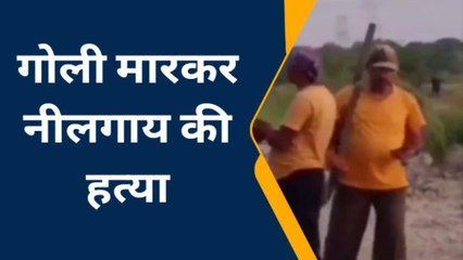 फ़तेहपुर: नीलगाय का शिकार करने वाले 6 आरोपी गिरफ्तार, ऐसे आये पकड़ में