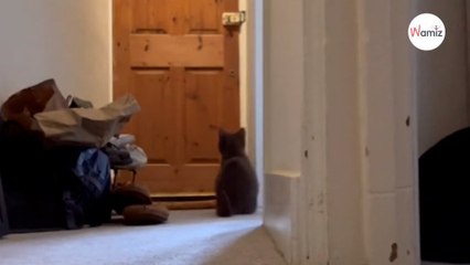 Elle décide de laisser seul son chaton  la réaction de son animal fait fondre les internautes