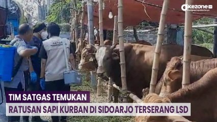 Tim Satgas Temukan Ratusan Sapi Kurban di Sidoarjo Terserang LSD