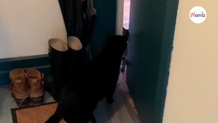 Un chat de 14 ans veut jouer avec son copain  son petit rituel fait fondre 5 millions d’internautes (vidéo)