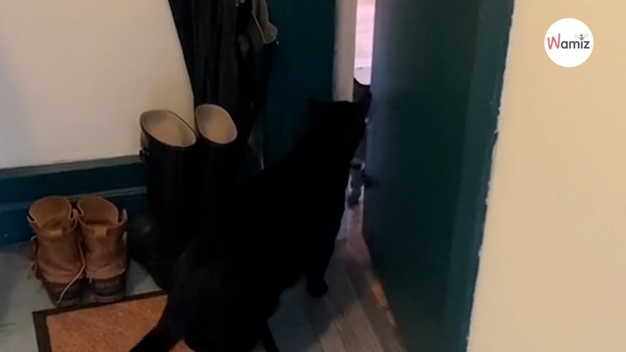 Un chat de 14 ans veut jouer avec son copain  son petit rituel fait fondre 5 millions d’internautes (vidéo)