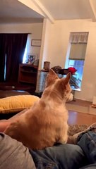 Mini Aussie Has No Chill