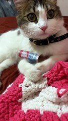 Cat Is A Money Hoarder