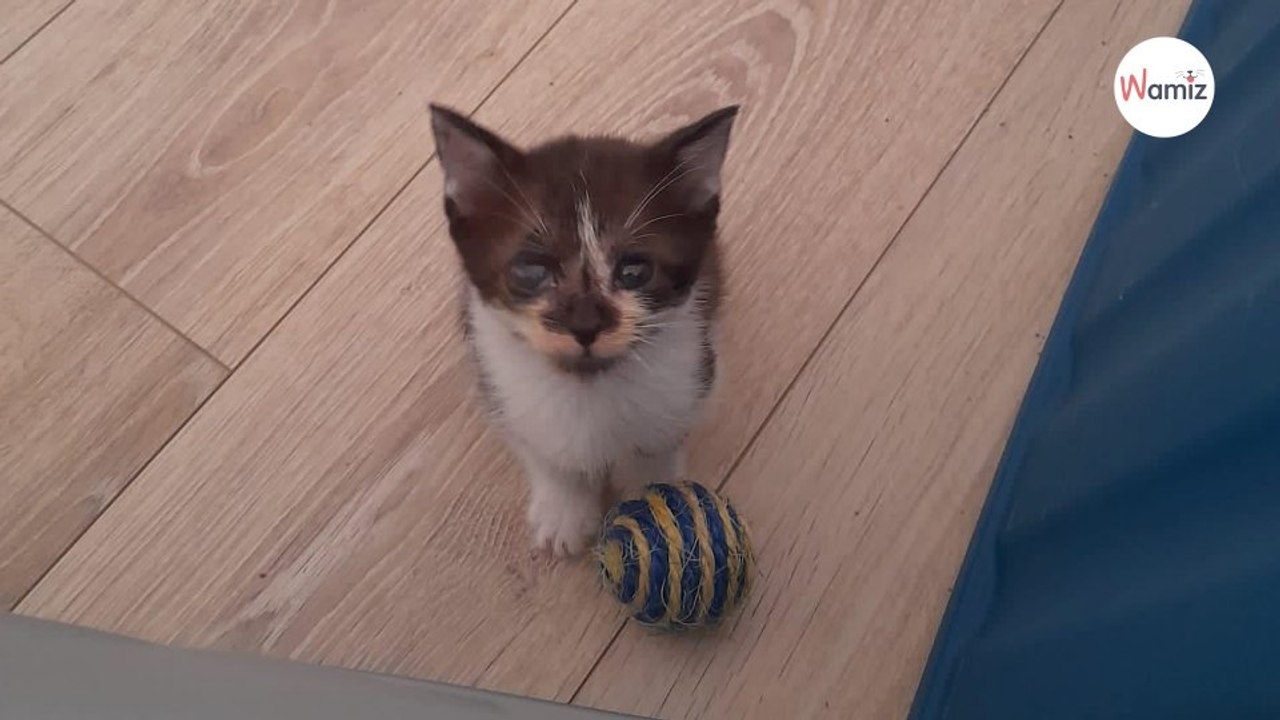 Ce petit chaton va bientôt perdre un oeil  trouvera-t-il une famille pour l'aimer malgré sa différence
