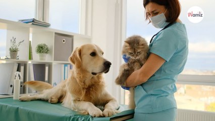 Journée Mondiale du Don du Sang les animaux peuvent aussi sauver des vies